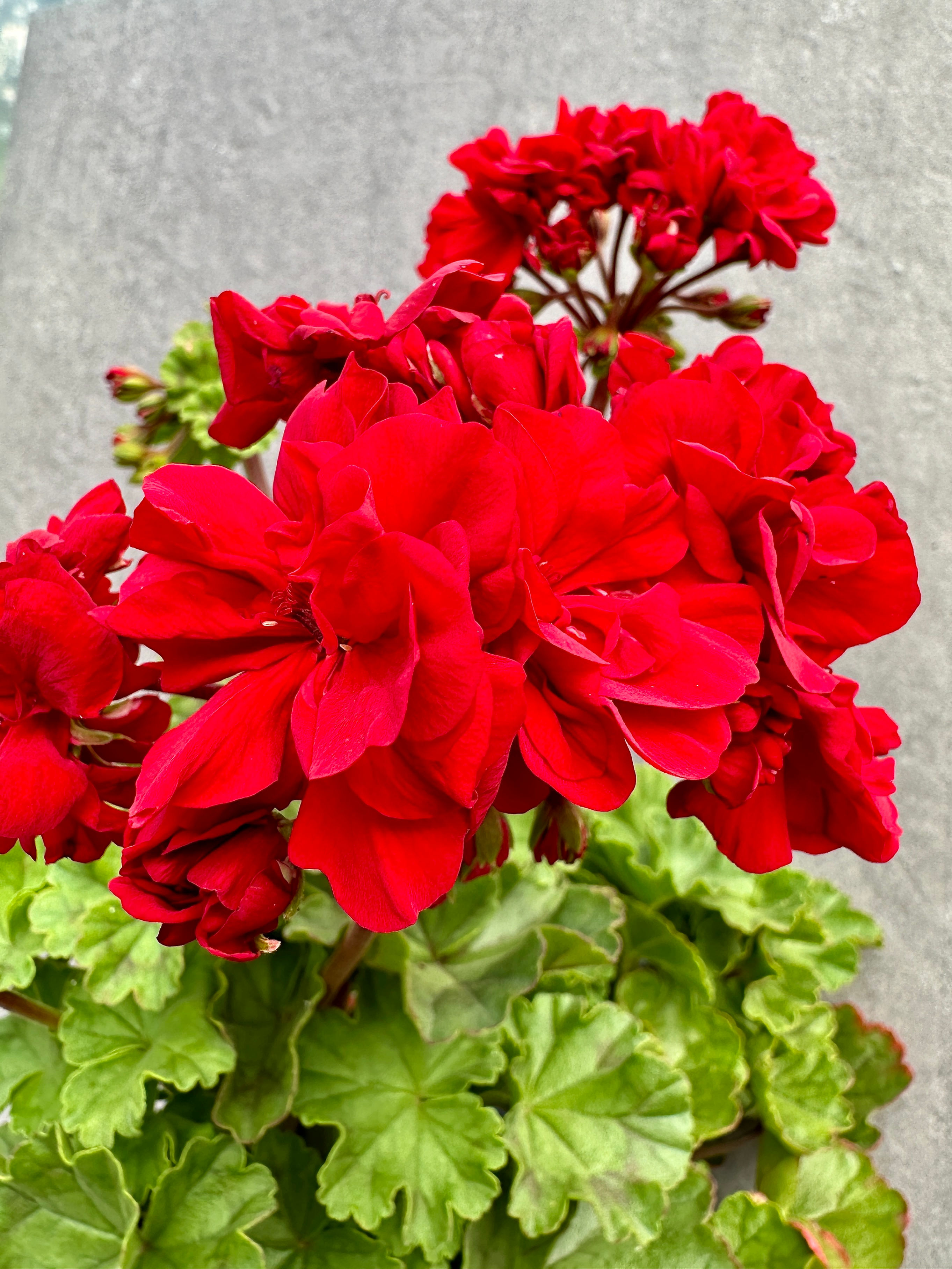 Pelargonium 'Garnet Rosebud'
