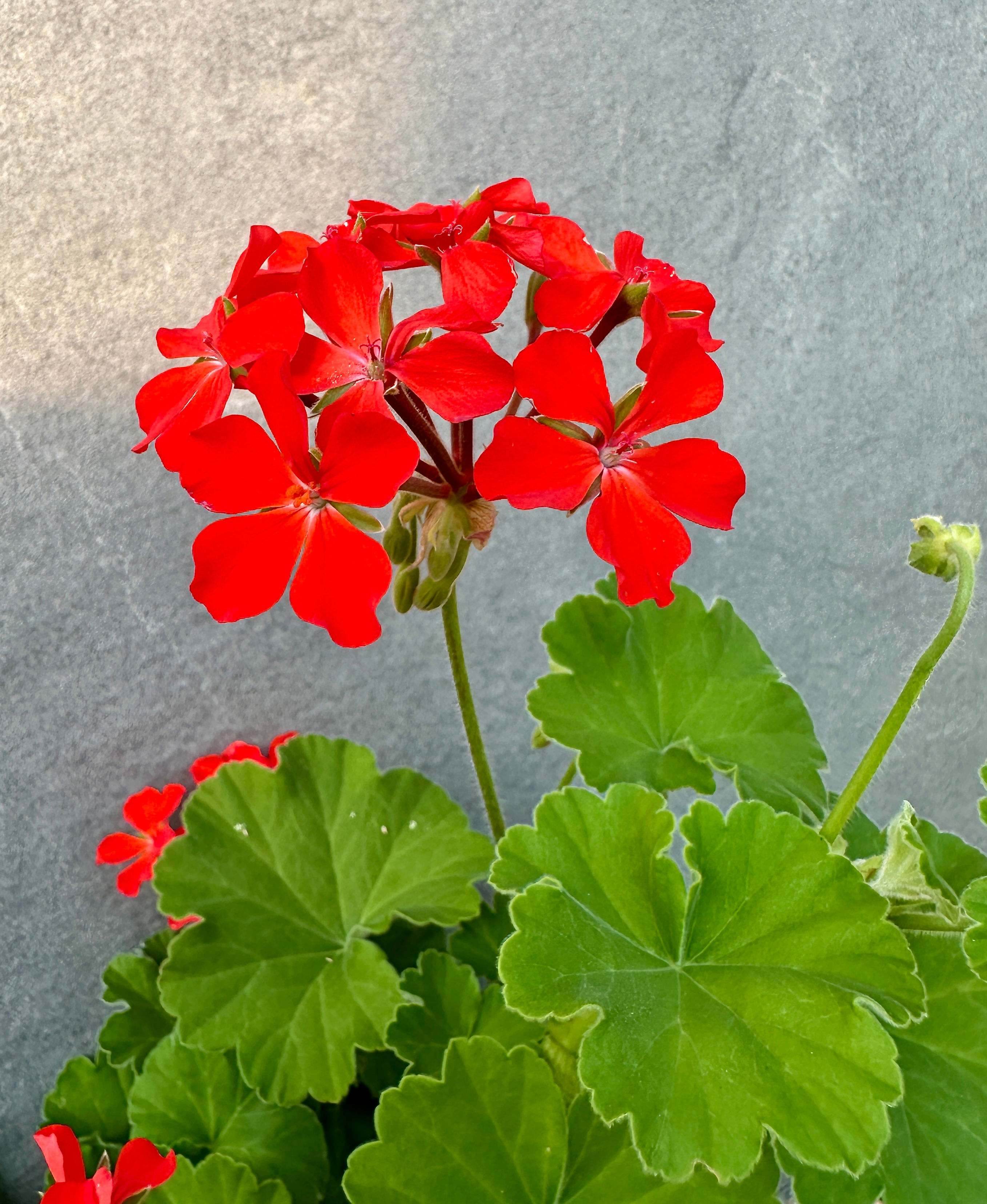 Pelargonium inquinans
