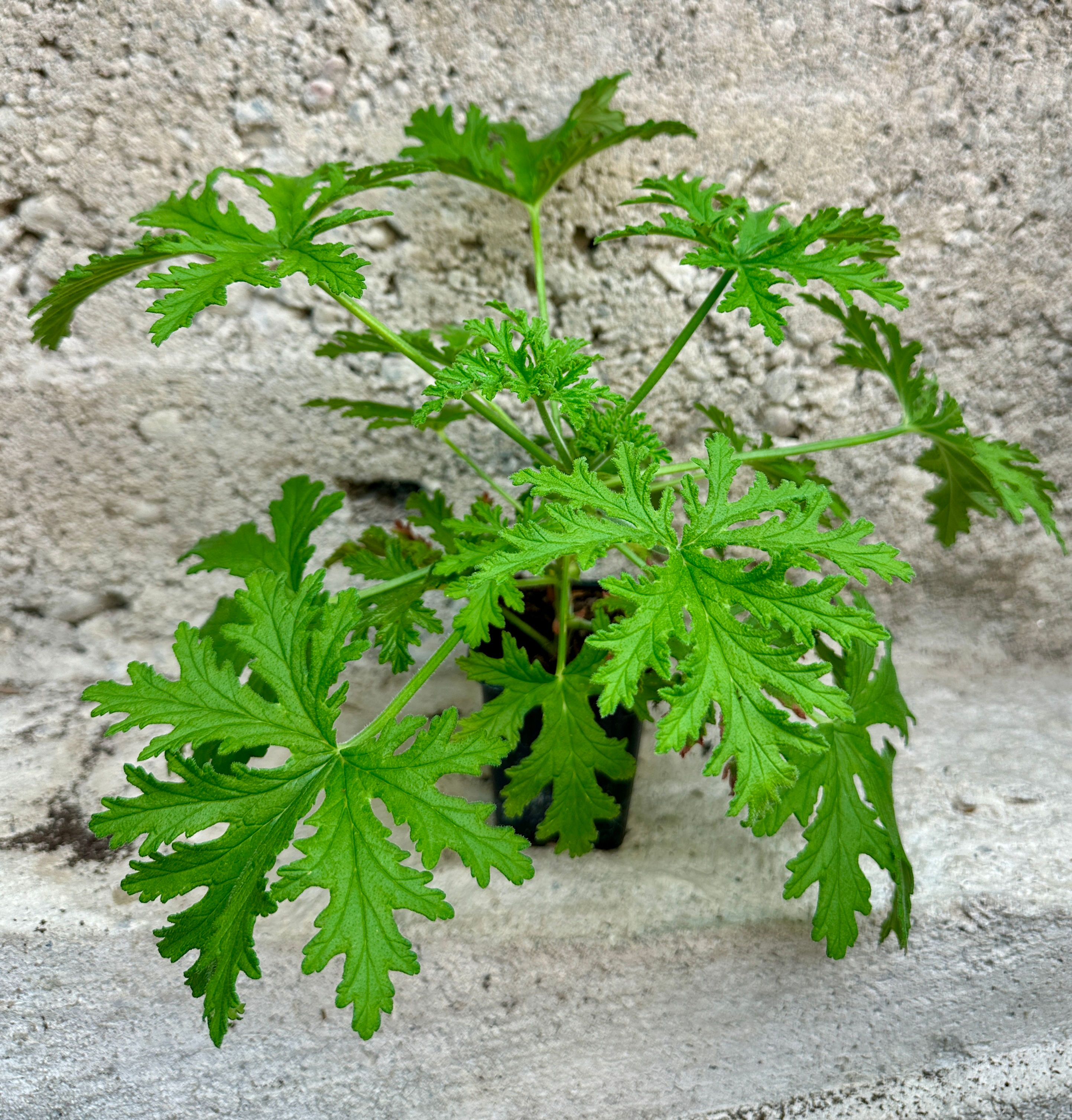 Pelargonium, Rosengeranium, Dr Westerlund