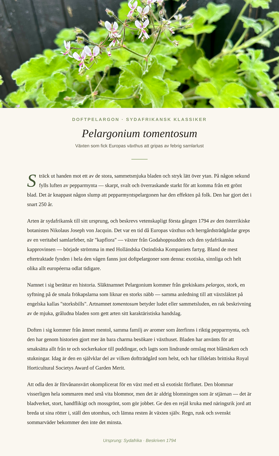 Pelargonium tomentosum - artikel.png