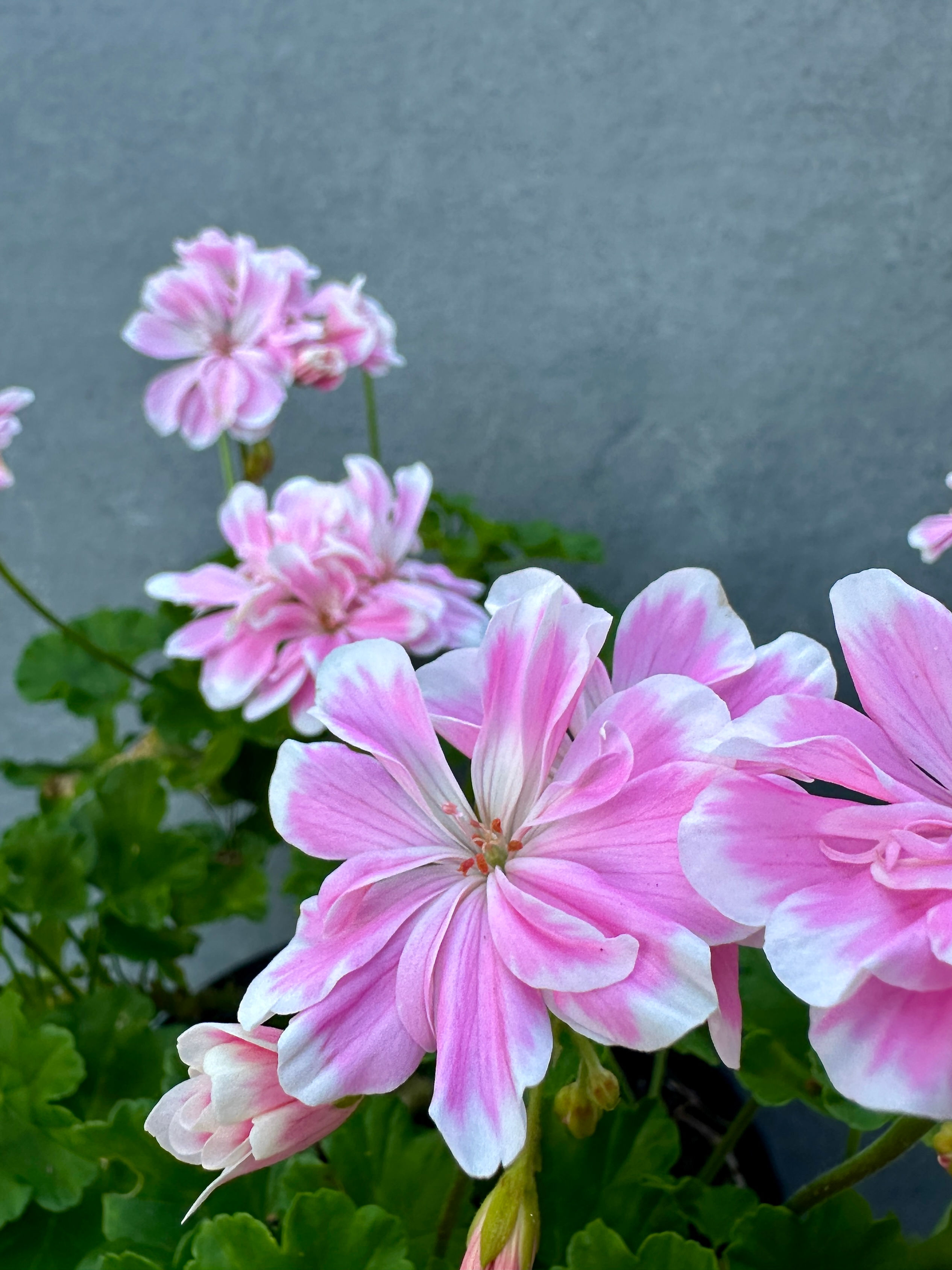 Pelargonium 'Saga kompakt'