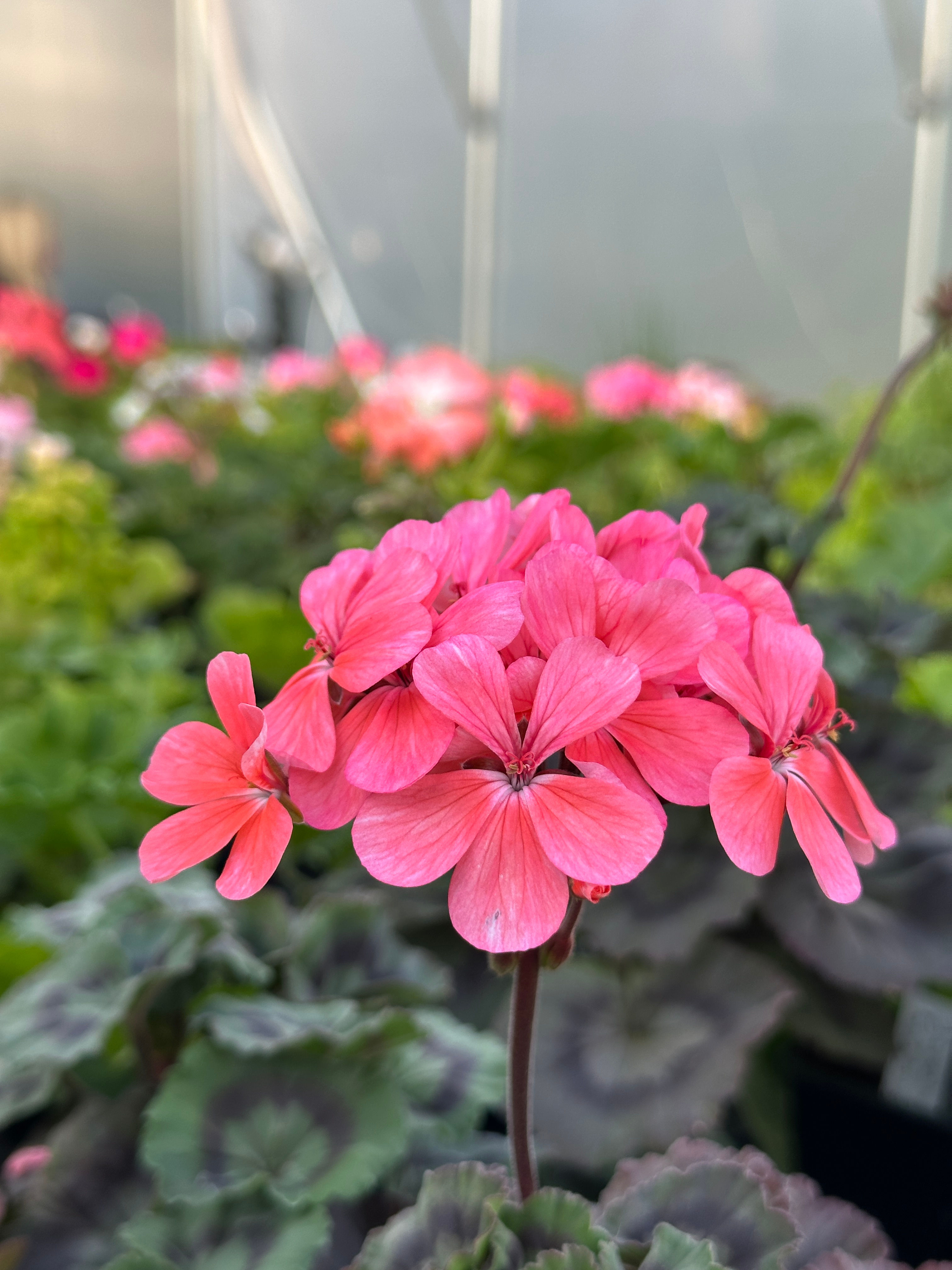 Pelargonium 'Bath Beauty'