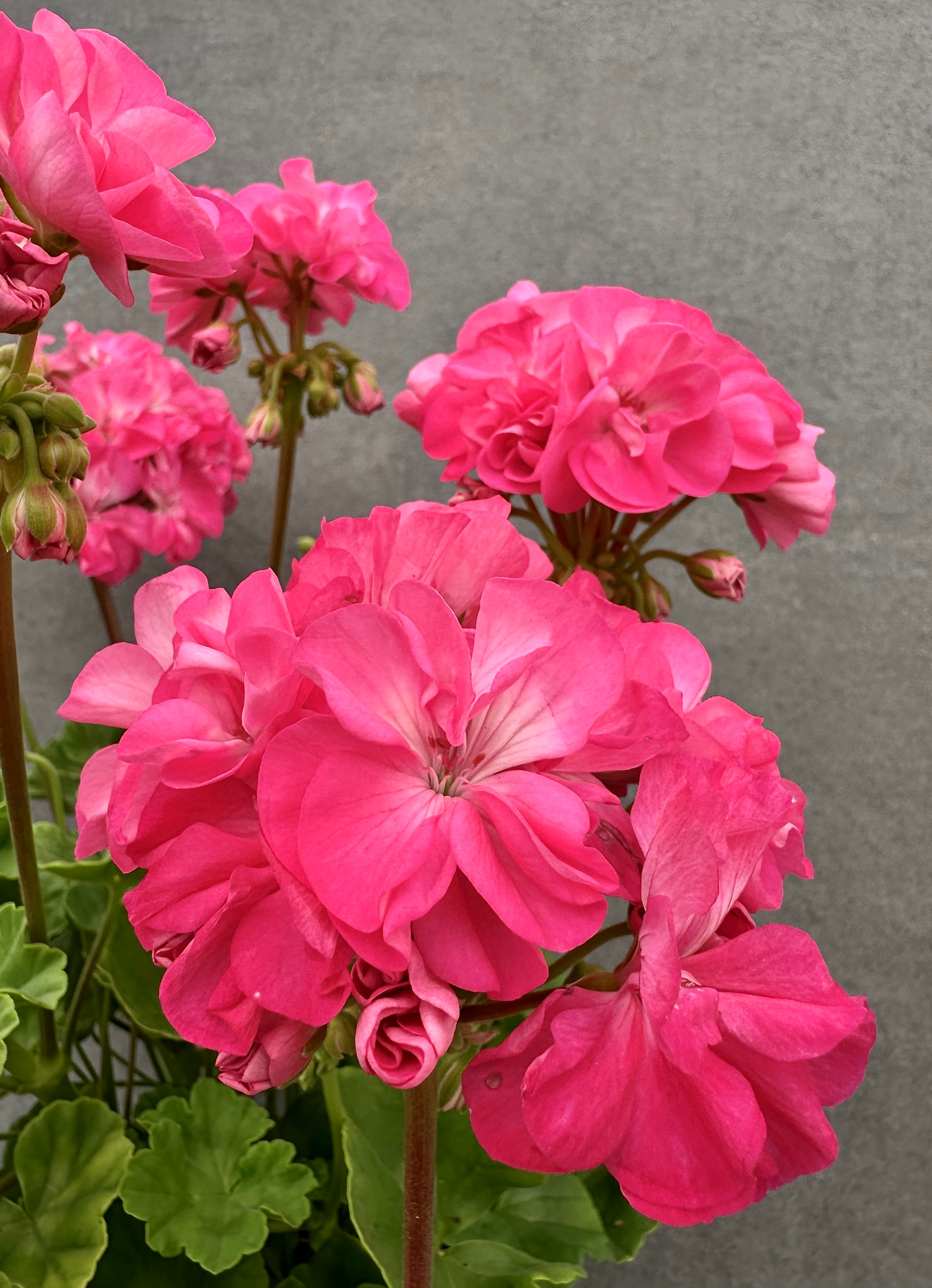 Pelargonium 'Siri'