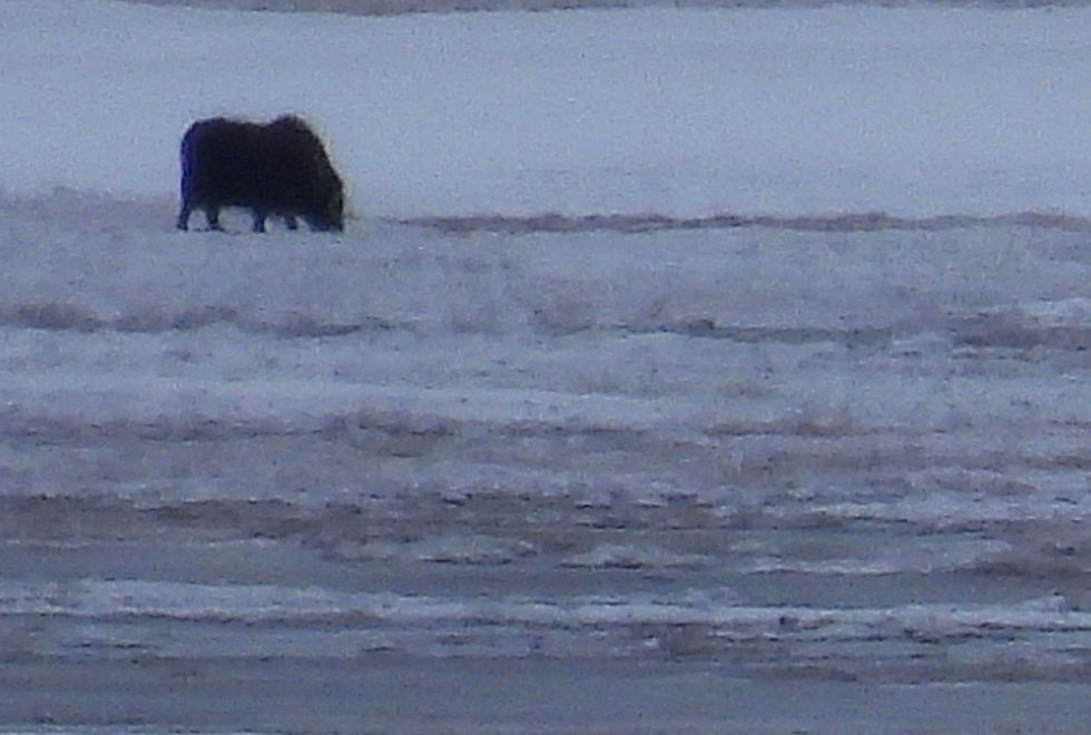 Musk Ox