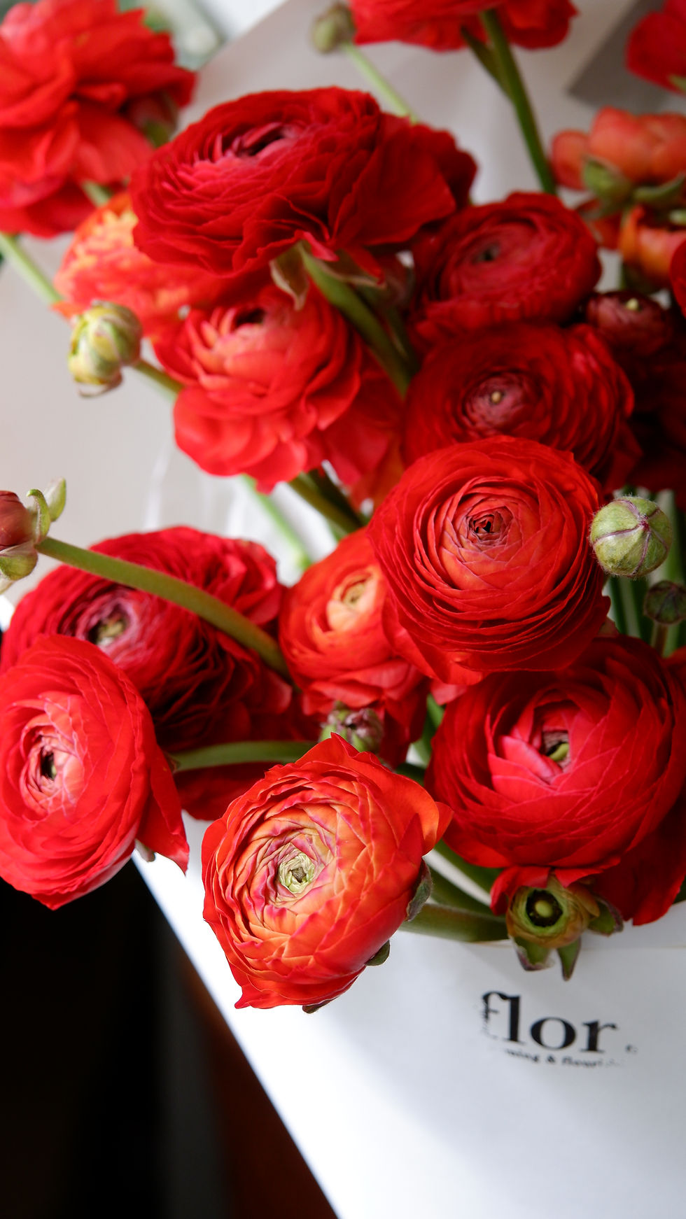 Thumbnail: Scarlet Fever