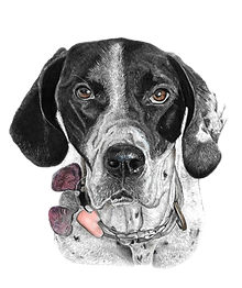 pet portrait pointer