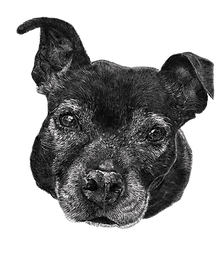 pet portrait Staffordshire bull terrier