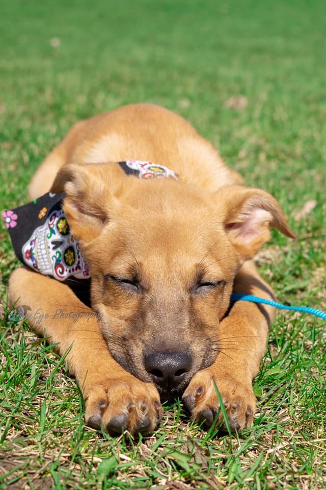 Home Project Paws Dog Rescue