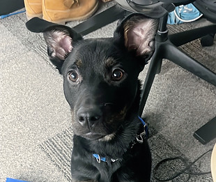 Winston1_edited.jpg