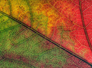 Closeup of a colourful autumn leaf