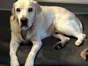 The Deep Emotional Impact of Losing a Beloved Pet: Navigating Through Heartache