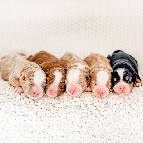 Let's Get Rowdy.heic