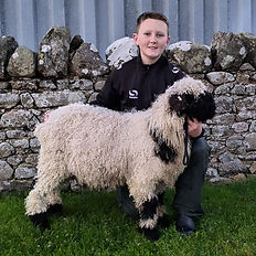 Valais Blacknose Sheep
