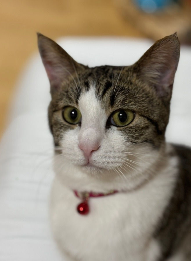 deenaclose7@yahoo.co.jp