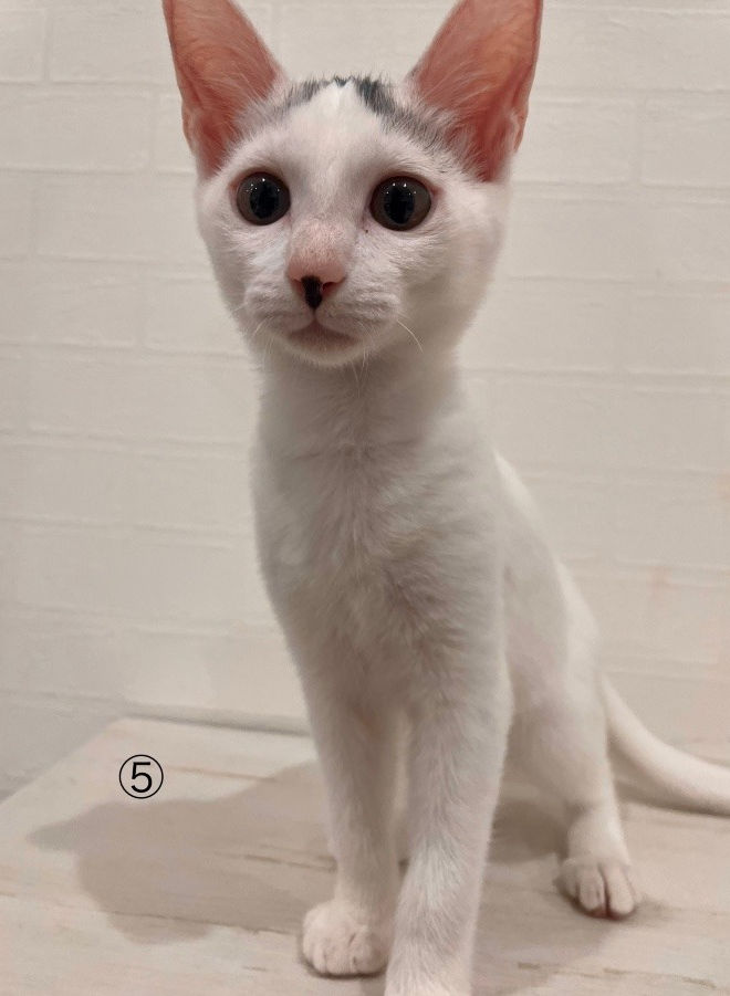 happiness-.-clover0326@uqmobile.jp