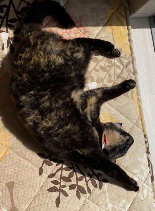 ojami1972@ezweb.ne.jp