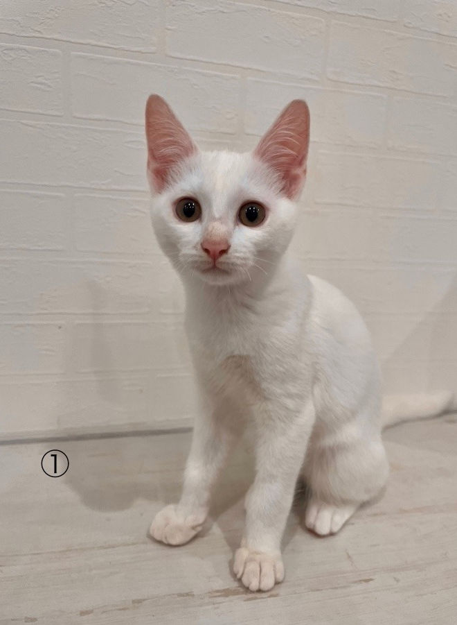 happiness-.-clover0326@uqmobile.jp