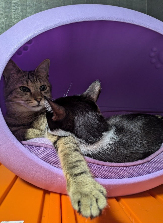 asroma.2000-01_13@softbank.ne.jp