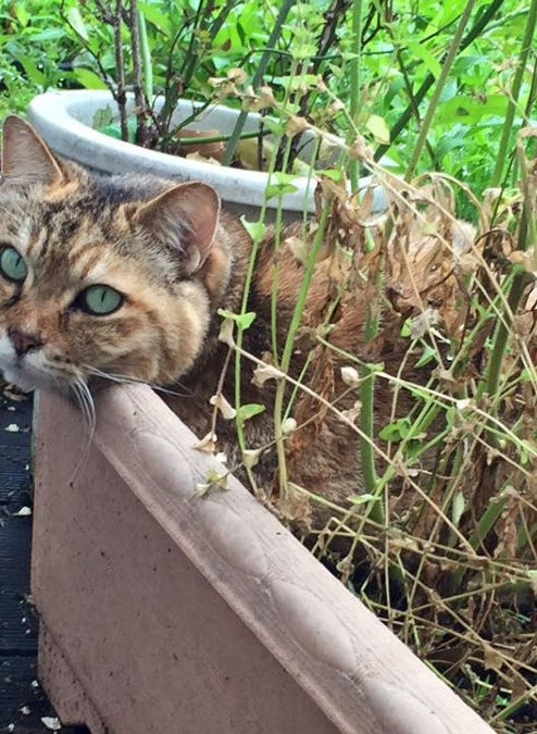 masu-yama@ezweb.ne.jp