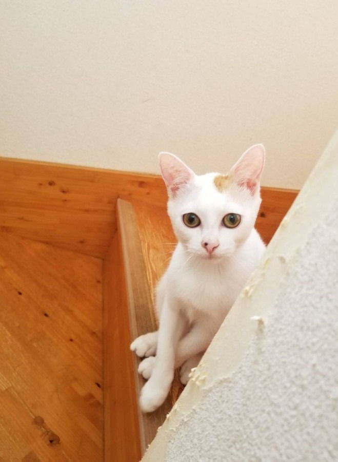 godblessluckytasha@gmail.com