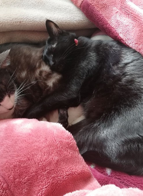 gr8starlight1508@yahoo.co.jp