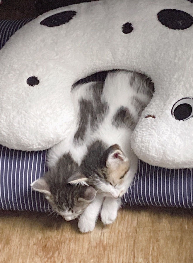 kn060901040403@yahoo.ne.jp