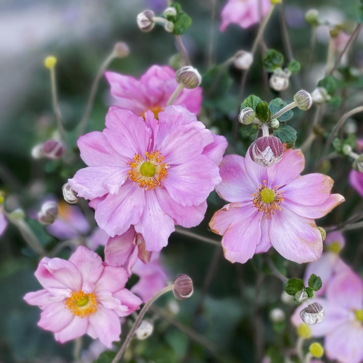 ANEMONE Fantasy C2L