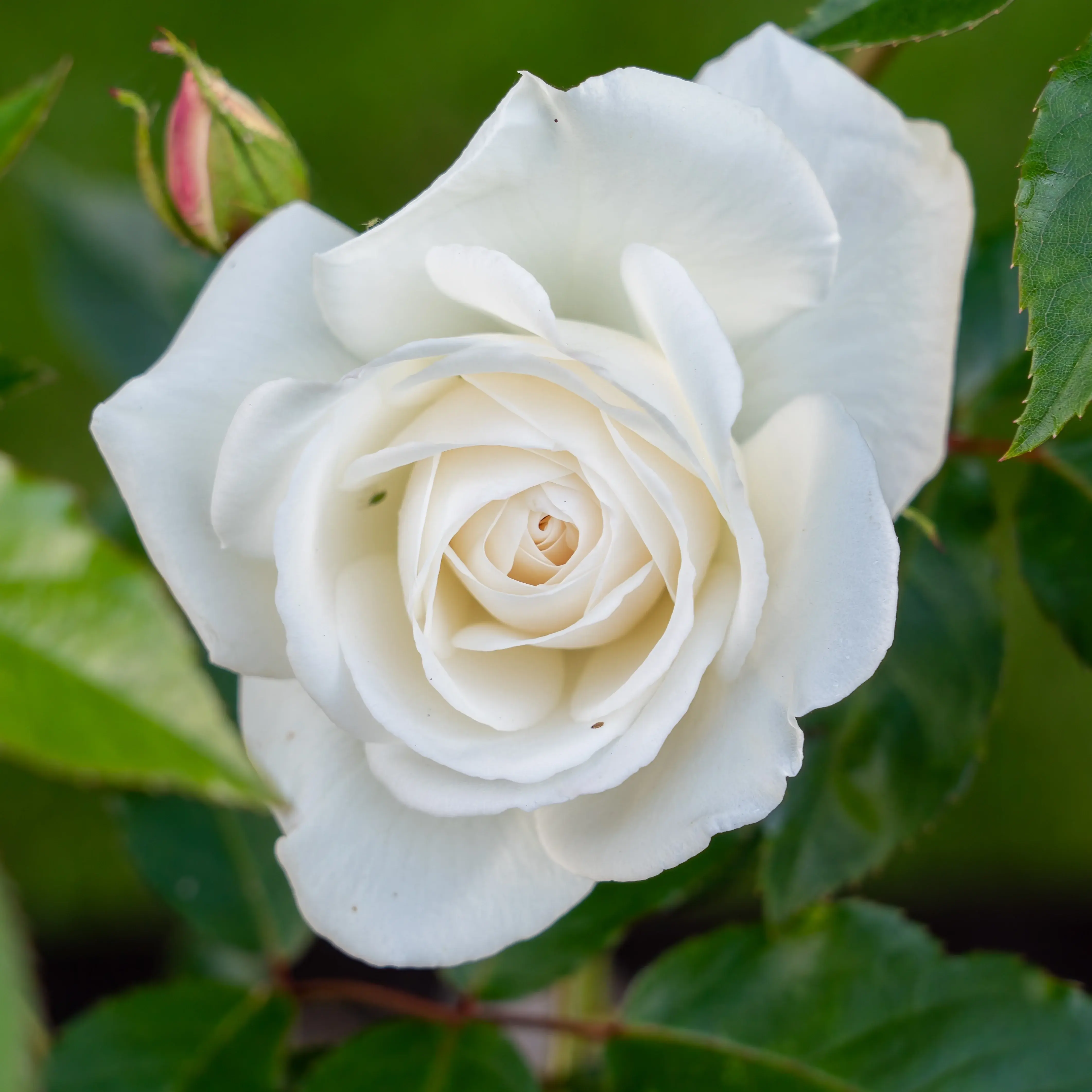 ROSA hyb. BLANC 60/80