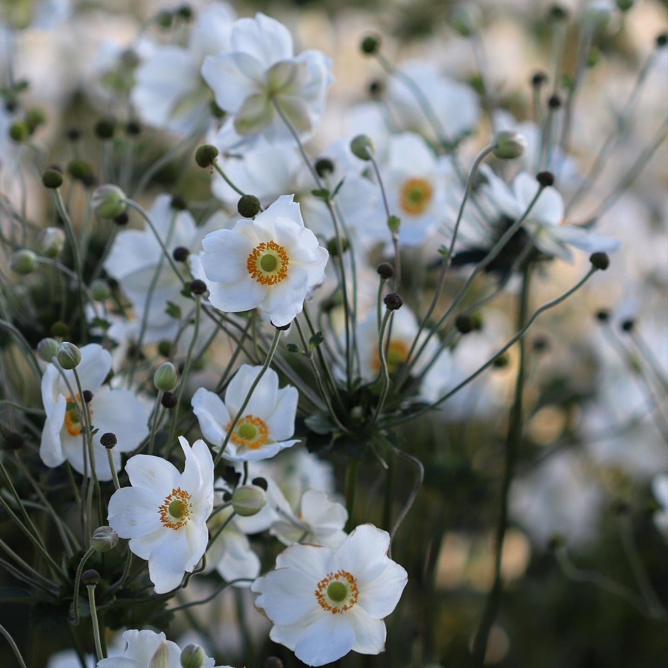 ANEMONE Honorine Joubert C2L