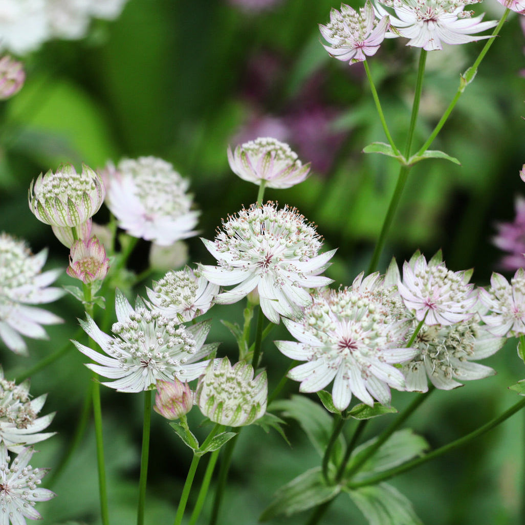 ASTRANTIA 'Star of Billion' C2L
