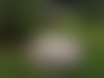 Velké kameny do zahrady: Kde je koupit, aby vám dělaly radost – ne starosti?