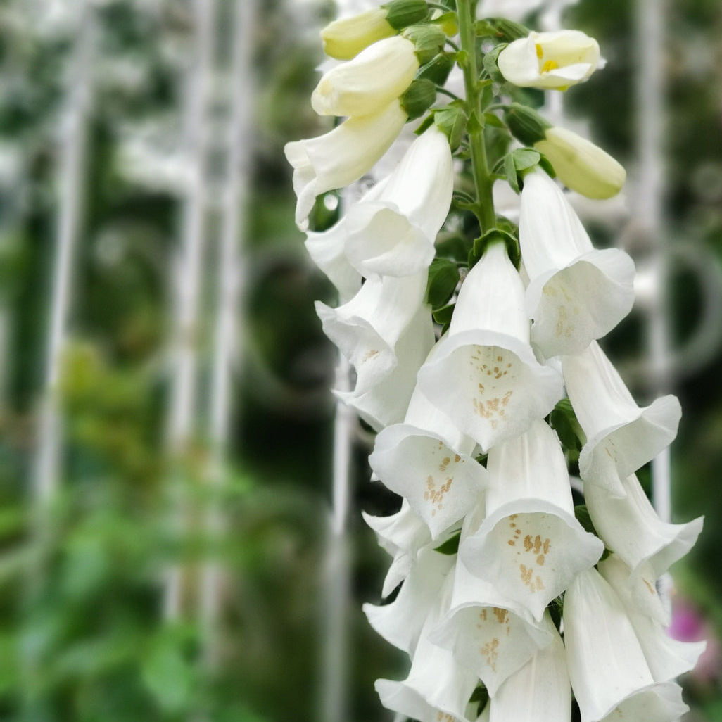 DIGITALIS purpurea albiflora C2L