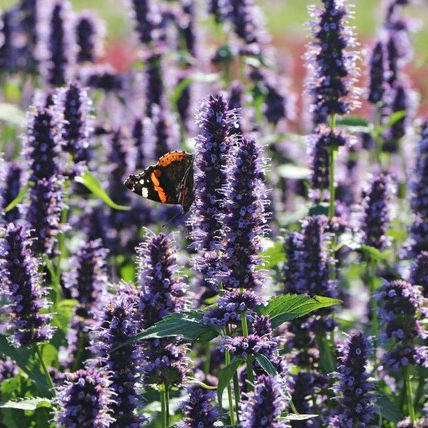 AGASTACHE Black adder C2L