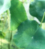 4DBAB6D1-2AB2-4C5E-B873-C01E53CB164A