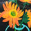 Thumbnail: sunflowers in a vase