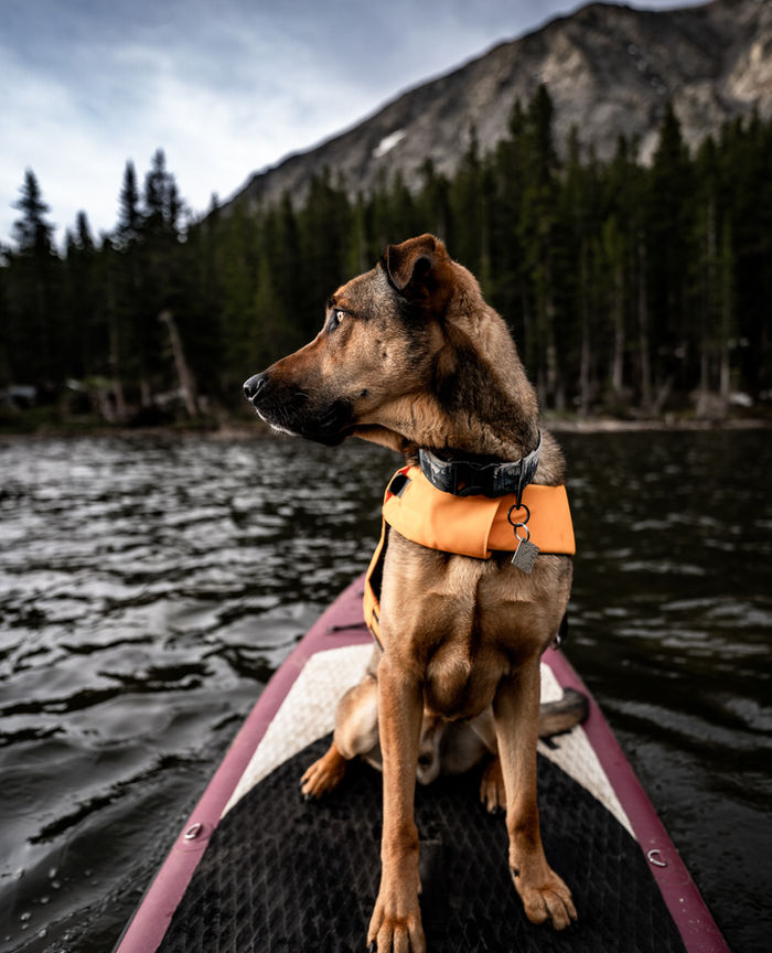Veronica Sparks Photography - Colorado wedding and elopement photographer, Evergreen, Idaho Springs, Denver, Telluride, Ouray, Estes, Rocky Mountain National Park. Elope in the mountains, sunset mountain wedding, sunset mountain elopement, Rocky mountain elopement photographer, Colorado engagement photographer, Veronica Sparks, Veronica Theurer, Colorado hiking photographer, Colorado SUP photographer, Paddleboard Colorado, Denver photographer, Denver wedding photographer, Mountain wedding venue, Winter wedding, Colorado, Colorado wedding photography, Mountain wedding photography, Colorado fall wedding, Colorado wedding photographer, Best Colorado wedding photographer, Capitol Peak, 14er photographer, colorado 4ers, Veronica Theurer, Veronica Sparks, Colorado adventure photographer, destination wedding, Telluride photographer, Denver photographer, Breckenridge photographer, Estes park photographer, Colorado family photographer, Denver family photographer, Denver headshot photographer, Denver small business photographer, Colorado elopement photographer, elope colorado, rocky mountain photographer, rocky mountain wedding, Aspen wedding photographer, Rocky Mountain National Park, Trail Ridge Road, Colorado Dog photographer, Denver dog photographer, Colorado adventure dog photographer
