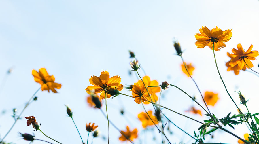 Wild%20Flowers_edited.jpg