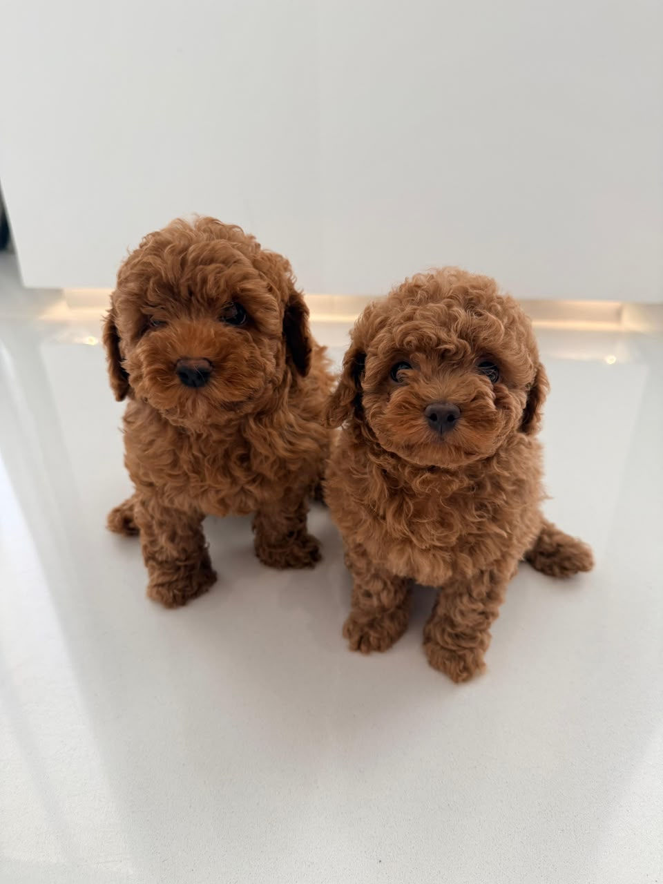 Thumbnail: Toy Poodle (Male & Female)