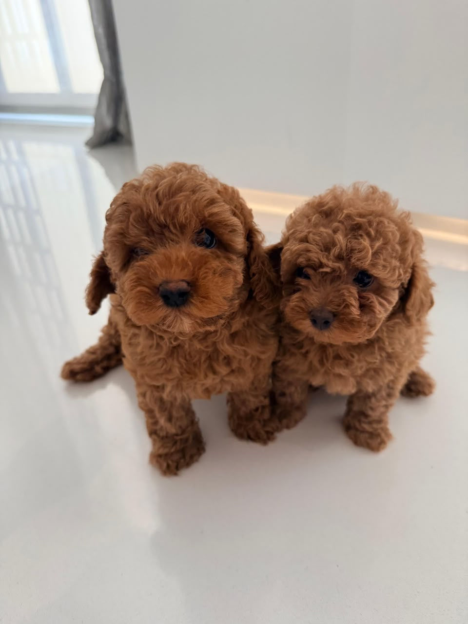 Thumbnail: Toy Poodle (Male & Female)