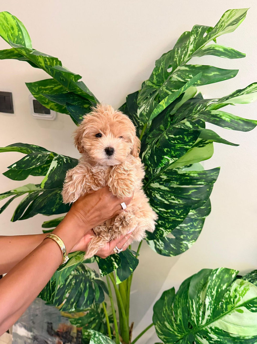 Thumbnail: Maltipoo (Female)