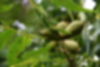 pecan-tree-186328_1920.jpg