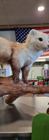 IMG-20221118-WA0031.jpeg