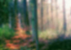 Prachtige lichtval in het bos van Wolfheze.