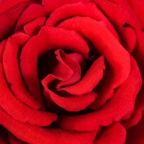 Wetenschap bevestigt: you should stop and smell the roses
