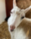 Sweet Magnolia goat looking into camera