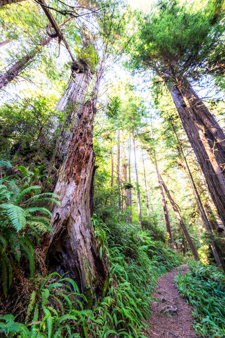 Narrow forest trail winding beneath towering redwoods and dense ferns in Northern California.
