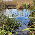 A boogy pool on Lindow Moss