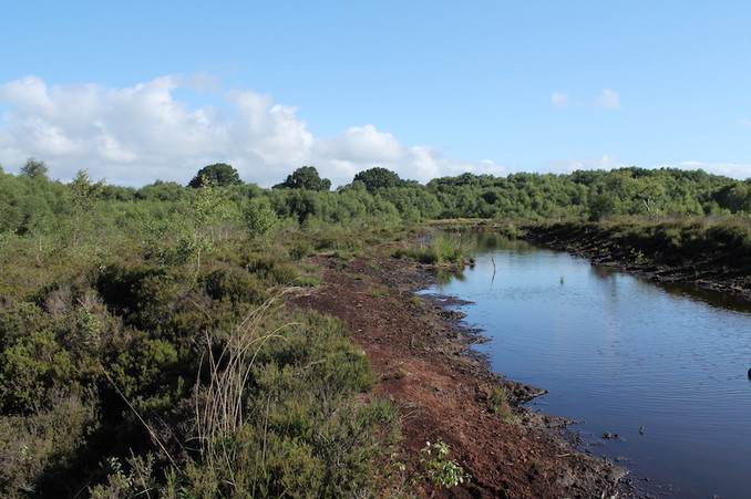 Lindow Moss