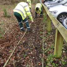 Planting whips around Sainsburys Car Park
