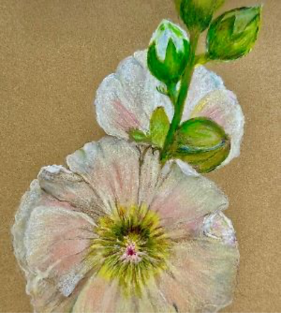 Botanical Drawing Hollyhock_edited.png